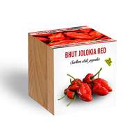Szellem chili - Bhut Jolokia Red fa kaspóba