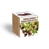 Trinidad Scorpion Moruga chocolate chili növényem fa kaspóban