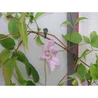 NATURE Nature futónövény rögzítő 15mm, zöld, 12 db/csomag (6040420)