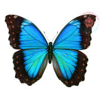  Ostya lap A4 Pillangó kék 28db