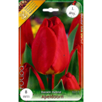 Márka nélkül / Without brand TULIPÁN VIRÁGHAGYMA (DARWIN-HYBRID APELDOORN) PIROS