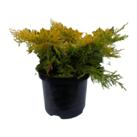 Márka nélkül / Without brand KÚSZÓ BORÓKA MIX C2 JUNIPERUS MIX