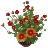 Márka nélkül / Without brand KRIZANTÉM KISVIRÁGÚ CS:9CM CHRYSANTHEMUM MULTIFLORUM