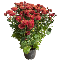 Márka nélkül / Without brand Kisvirágú Krizantém Chrysanthemum Multiflora cs:12cm