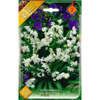 Márka nélkül / Without brand VH.2. SCILLA SIBERICA ALBA BÓKOLÓ CSILLAGVIRÁG 6-7 CM