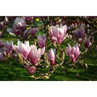 Márka nélkül MAGNOLIA FAJTÁK C2 SZÍNES ETIKETTEL 40-60 CM