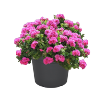 Márka nélkül / Without brand MUSKÁTLI FUTÓ DUPLA VIRÁGÚ CS:12 CM GREAT BALLS OF FIRE