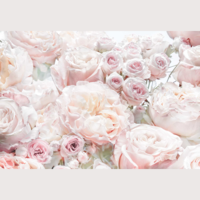 Komar KOMAR FOTÓTAPÉTA KOMAR 8-976 368X254CM SPRING ROSES