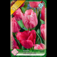 Márka nélkül / Without brand VIRÁGHAGYMA TULIPÁN TRIUMPH HEMISPHERE 10DARAB/CSOMAG RÓZSASZÍN