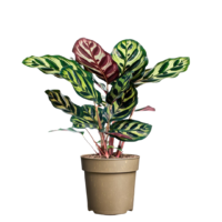 Márka nélkül / Without brand Zöldnövény mix cs:11cm extra fajták