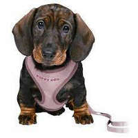Trixie Trixie Junior Puppy Soft Harness with Leash - hám és póráz (világos lila) kölyök kutyák részére 26–34 cm/10mm, 2m