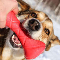 PitchDog PitchDog Safe And Durable Barbell-Shaped Dog Toy - játék (súlyzó,pink) kutyák részére (Ø7cm/19cm)