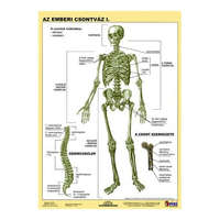 STIEFEL Tanulói munkalap, A4, STIEFEL "Az emberi csontváz"