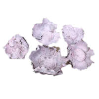 Corolla Exp-Imp. Kft Pipacs termés rózsaszín 5db/ csomag