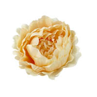 DC Bazsarózsa fej barack 12cm