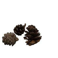 EURO pine toboz 12-13 cm NAGY