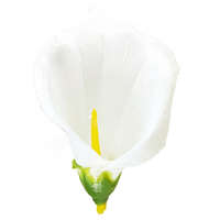  Kála virágfej, törfehér, 8 cm