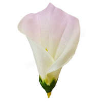  Kála virágfej, törtfehér-rózsaszín, 8 cm