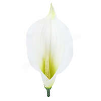  Kála virágfej, fehér-zöld, 14 cm
