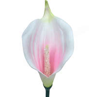  Kála virágfej, fehér-rózsaszín-zöld, 13 cm