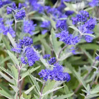  Caryopteris clandonensis KEW BLUE - Sötétkék virágú kékszakáll