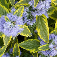  Caryopteris clandonensis SUMMER SORBET ® - Sárga-tarka levelű kékszakáll