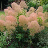 Cotinus coggygria - Cserszömörce