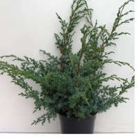  Juniperus chinensis &#039;BLUE ALPS&#039; - Kínai boróka
