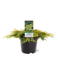 Juniperus chinensis 'GOLD RUSH' - Kínai boróka