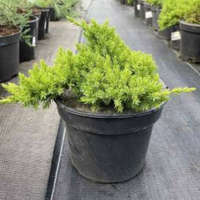  Juniperus chinensis &#039;KURIWAO SUNBEAM&#039; - Kuriwao Napsugár kínai boróka