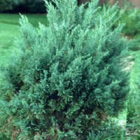  Juniperus chinensis &#039;VASE&#039; - Kínai boróka
