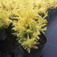 Juniperus chinensis 'WINTER BRONZE' - Kínai boróka