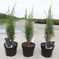 Juniperus communis 'ARNOLD' - Közönséges boróka