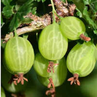  Ribes uva-crispa &#039;Pallagi Óriás&#039; - Egres bokor