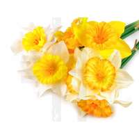 Szálas nárcisz művirág csokor - 3 darab