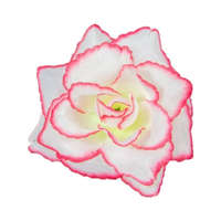  Rózsa nyílott selyemvirág fej nyílt rózsafej 10 cm - Fehér-Rózsaszín cirmos szélű