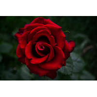 Rózsa illóolaj Gladoil / Fleurita illat illatkeverék illó olaj 10 ml