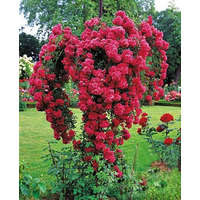 Rózsafa illóolaj Gladoil / Fleurita illat illatkeverék illó olaj 10 ml