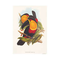 The Zoologist Archives Feketecsőrű ariel tukánok művészi nyomat, print A4