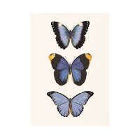 The Zoologist Archives Kék pillangók művészi nyomat, print A4