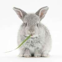 Mapcards 3D hűtőmágnes (7,5x7,5 cm) nyuszi