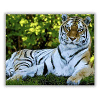 Számfestő Fekvő tigris - számfestő készlet