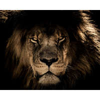 Számfestő Afrikai oroszlán - vászonkép