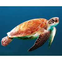 Számfestő Úszó tengeri teknős - vászonkép