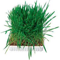 Trixie Trixie Small Animal Grass | Kiegészítő eledel rágcsálóknak | Fű - 100 g