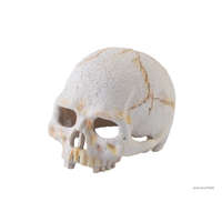 Exo Terra Exo Terra Primate Skull | Főemlős koponya - 10 cm